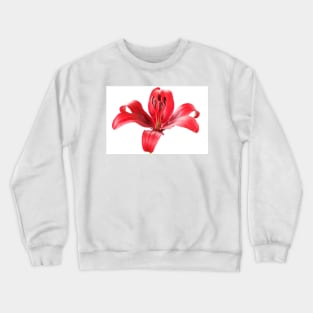 Lilium  'Blackout'  Lily  Asiatic lily Crewneck Sweatshirt